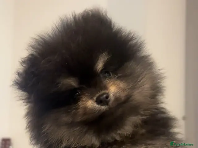 Pomeranian dogs for sale: LAST FEMALE Pomeranian Puppies - Advert 1