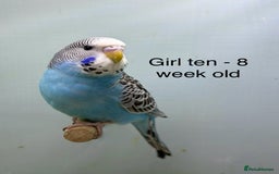 Budgerigars birds for sale: Stunning 8 week old baby budgies  - Advert 10