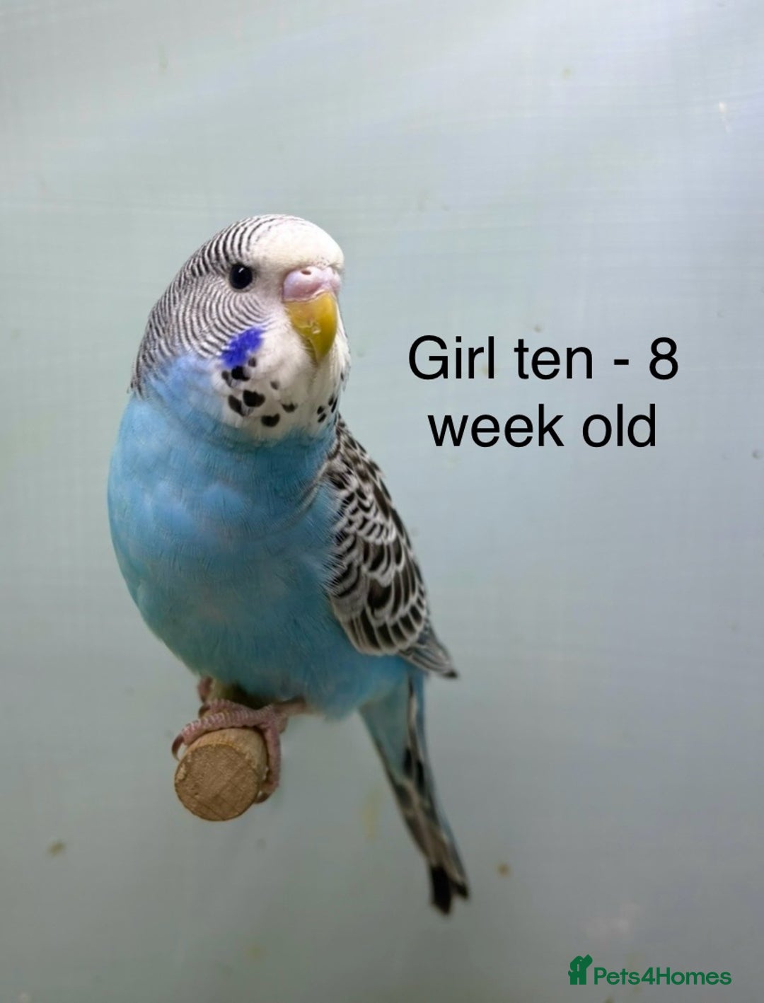Budgerigars birds for sale: Stunning 8 week old baby budgies  - Advert 10
