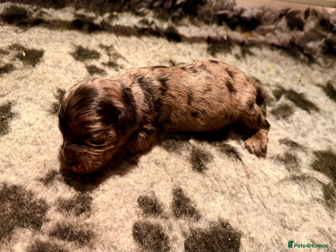 Cavapoo dogs for sale: Top quality F1 Cavapoo puppies - Advert 12