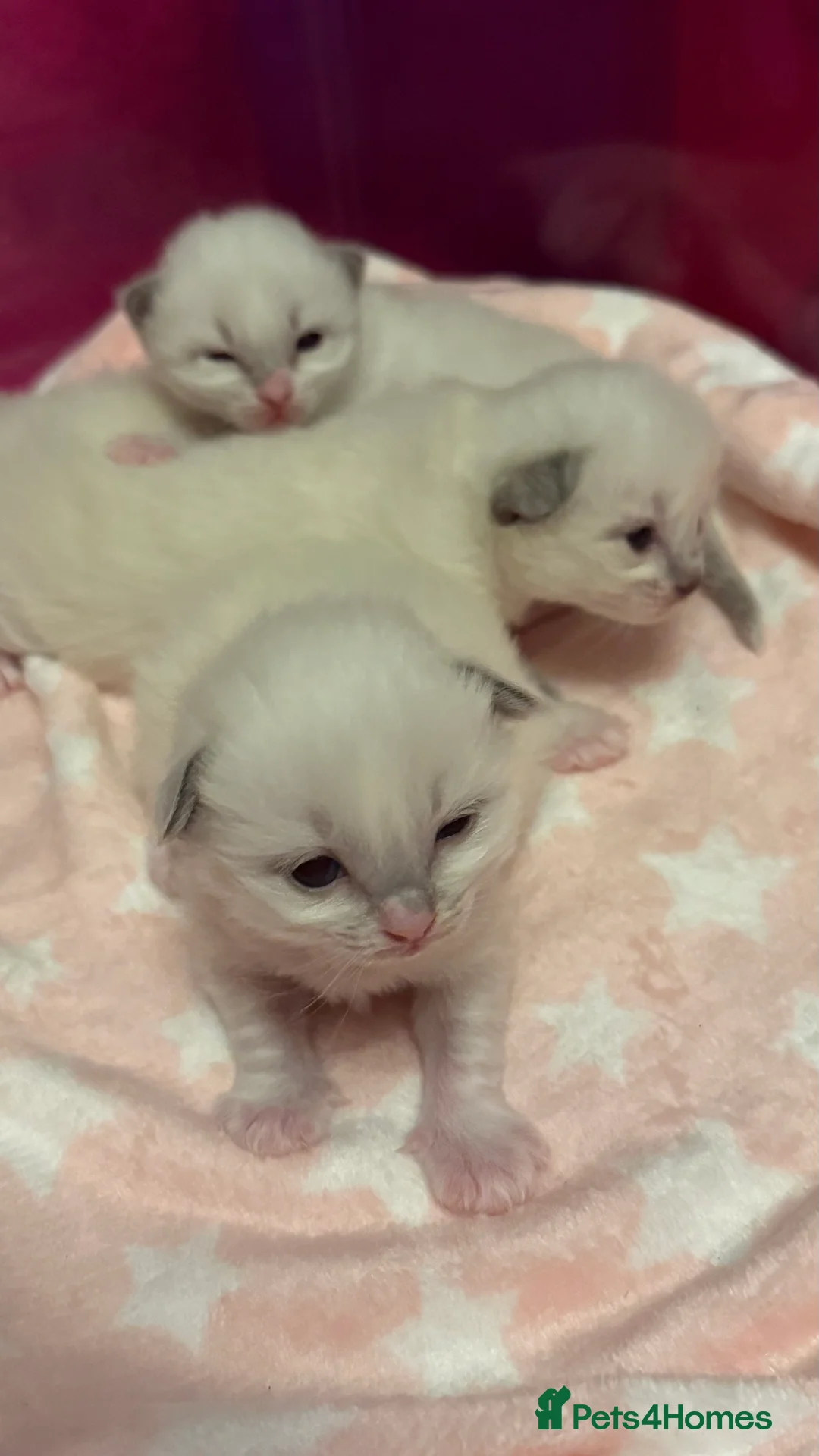 Ragdoll cats for sale: Stunning Blue Colourpoint Mitted female kittens - Advert 12