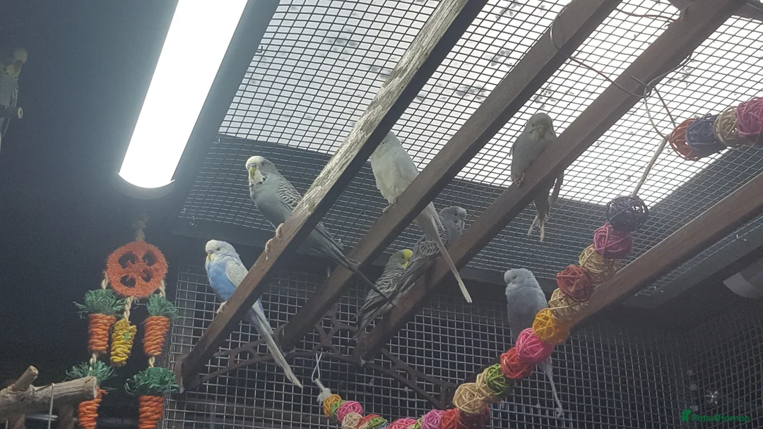 Budgerigars birds for sale: !!! YOUNG BUDGIES READY FOR REHOMING!!! - Advert 1