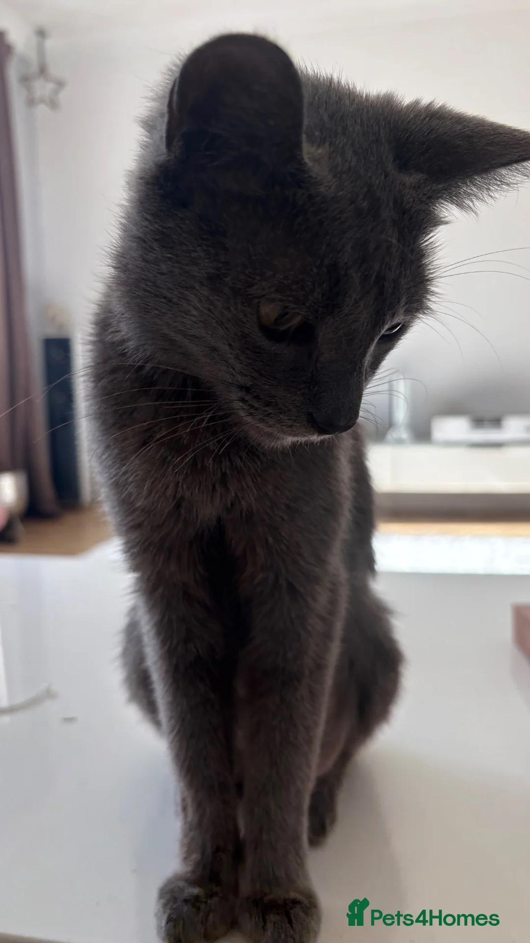 Russian Blue cats for sale: one gorgeous grey kitten for sale  - Advert 2