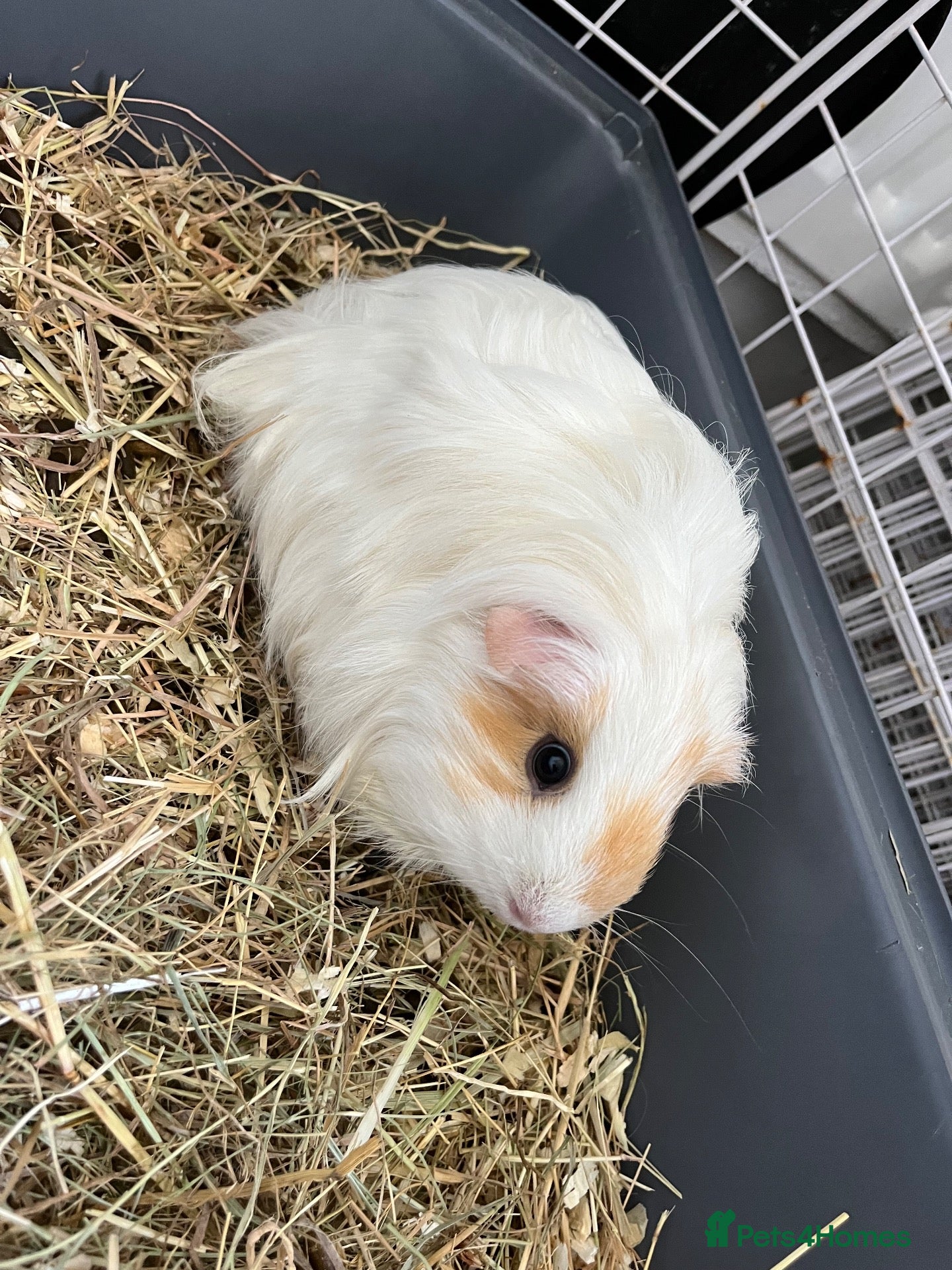 Guinea Pig rodents 4 x guinea pigs for sale  - Advert 1