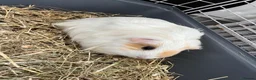 Guinea Pig rodents for sale: 4 x guinea pigs for sale  - Advert 1