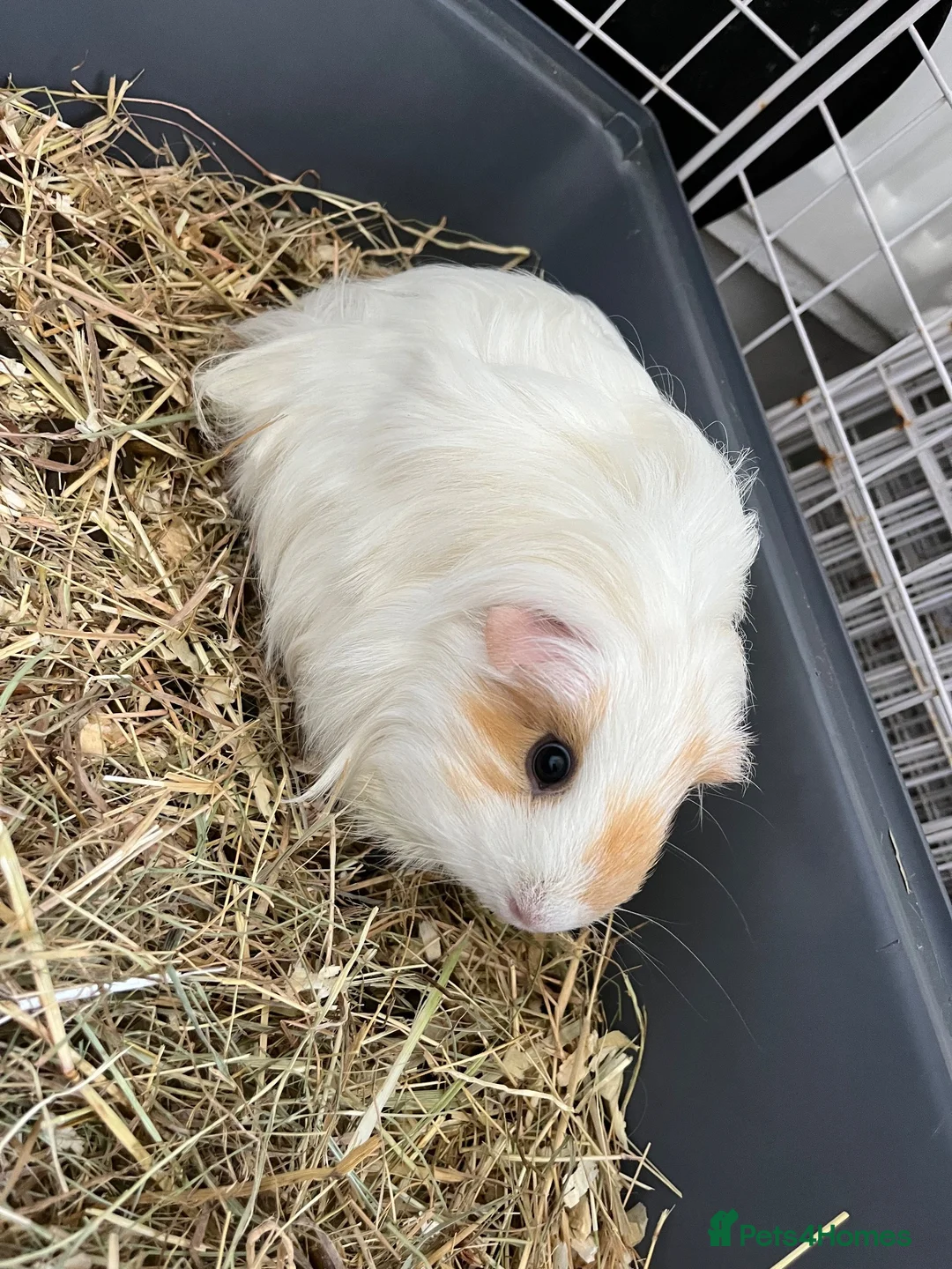 Guinea Pig rodents for sale: 4 x guinea pigs for sale  - Advert 1