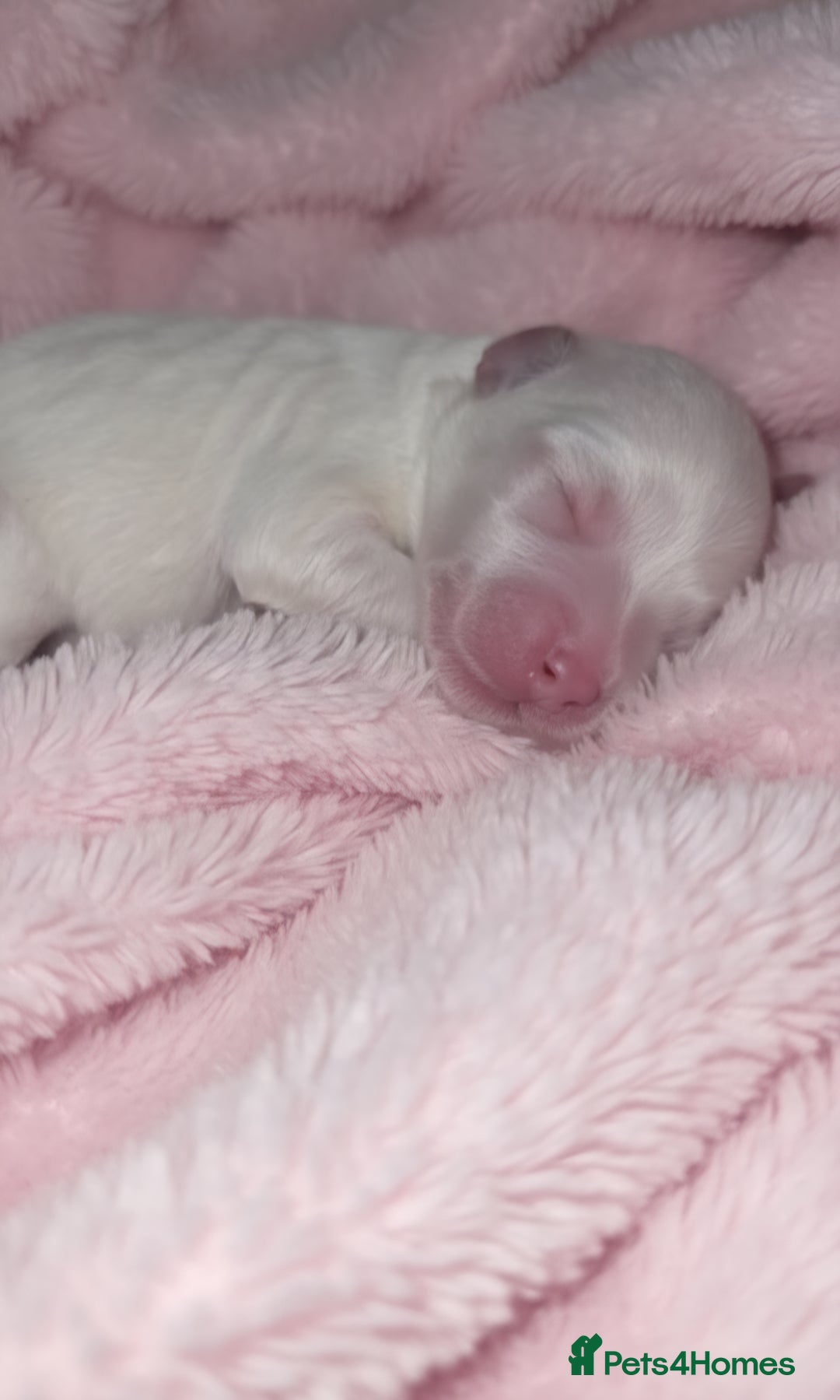 Maltipoo dogs for sale: Unique Korean miniature Maltipoos 🐶 🏡 🐾  - Image 5