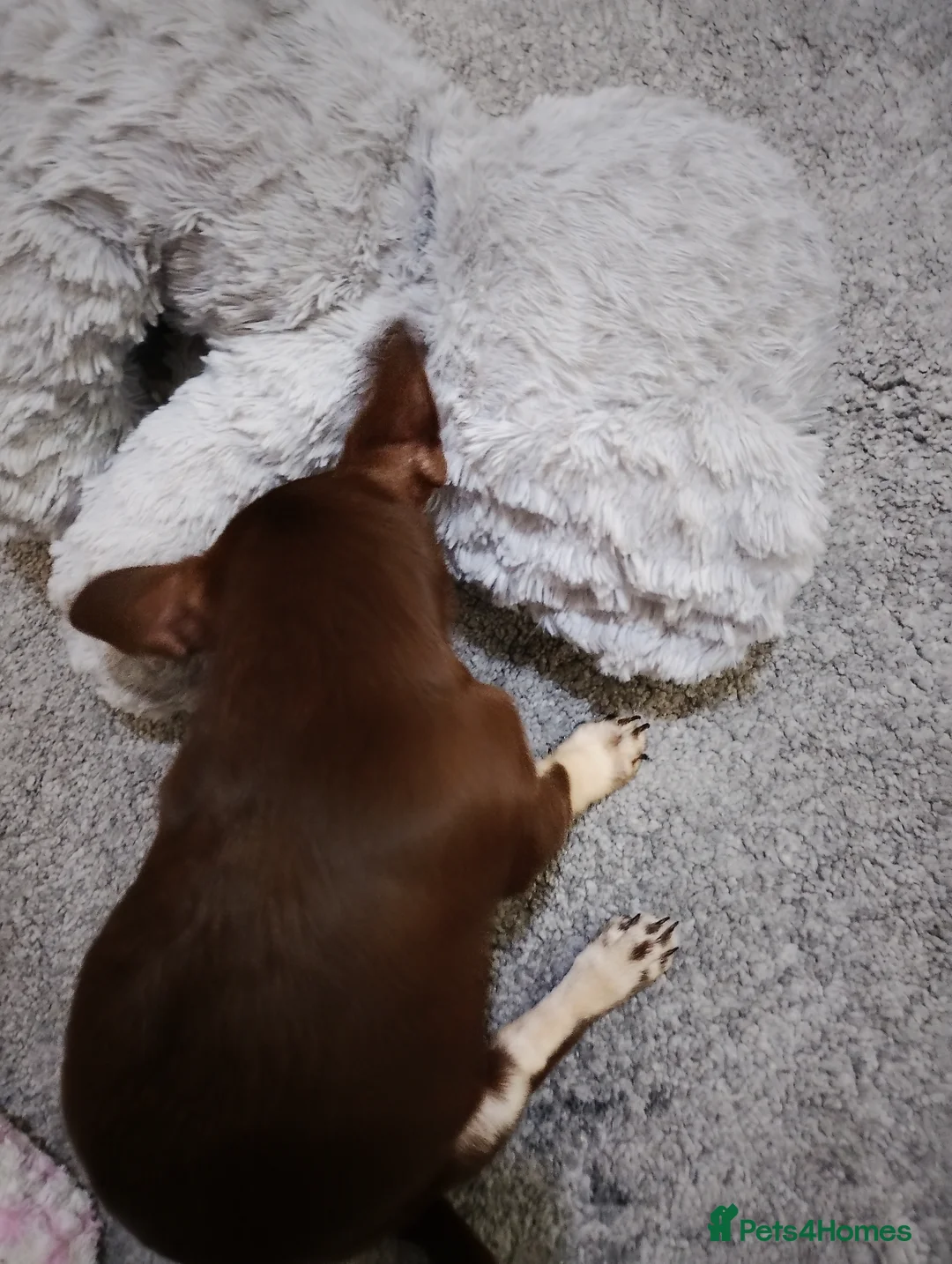 Chihuahua dogs for sale: Stunning KC REGISTERED CHIHUAHUAS 2 LEFT!! - Advert 2