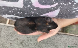 Guinea Pig rodents for sale: Baby boy pigs - Image 5