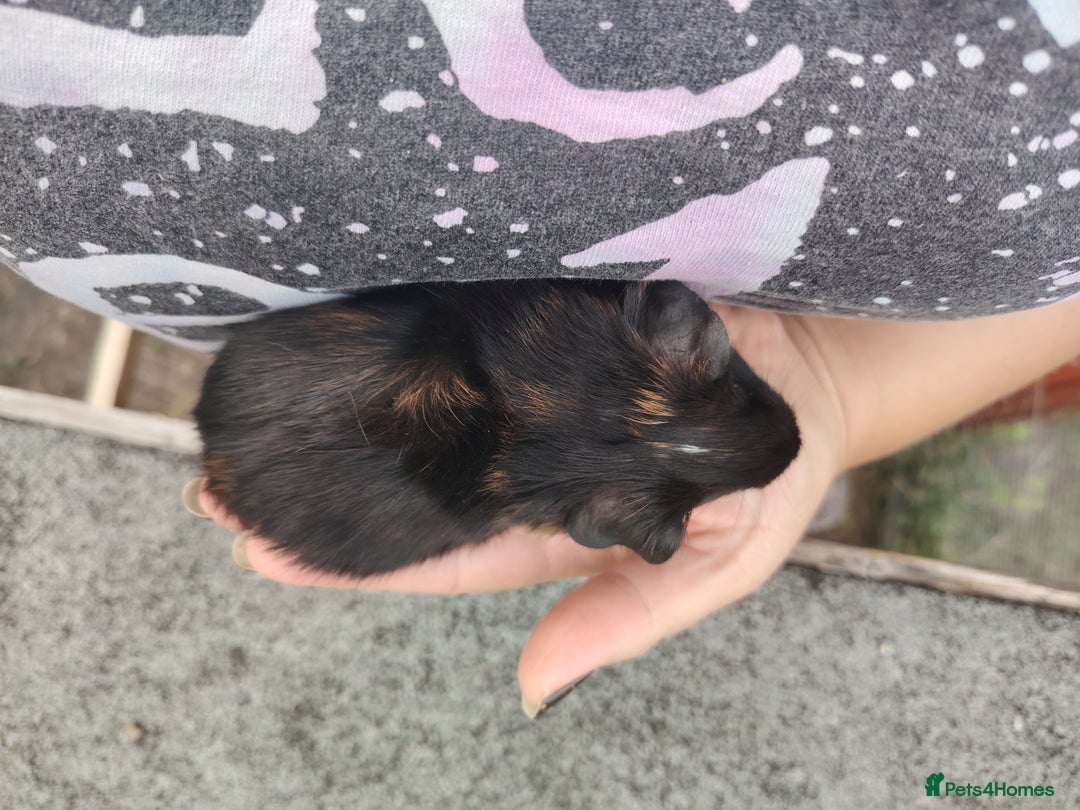Guinea Pig rodents for sale: Baby boy pigs - Image 5