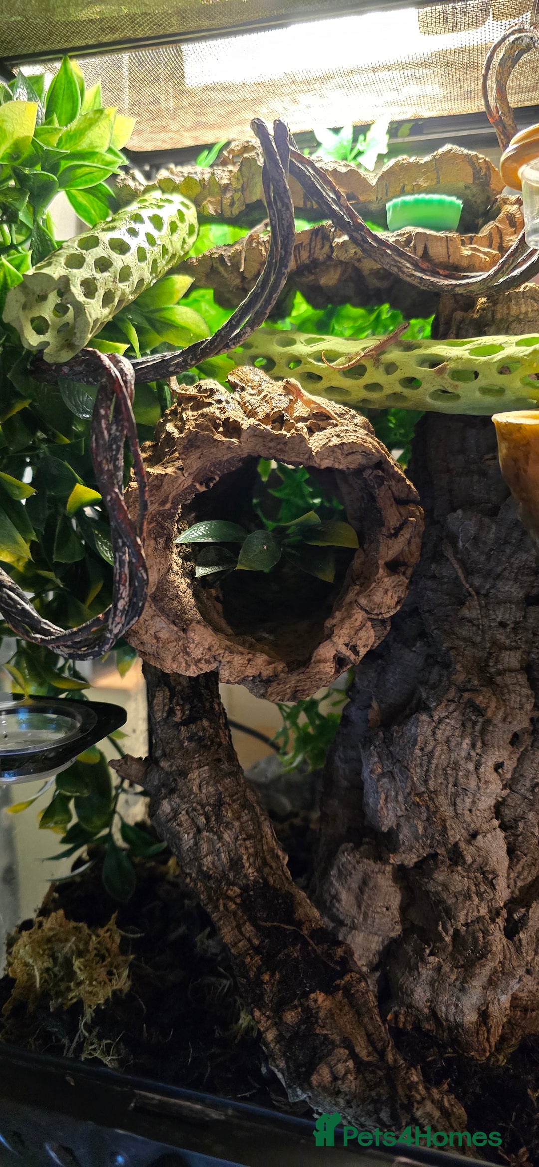Gecko reptiles for sale: Baby Mourning Geckos for sale - Advert 2