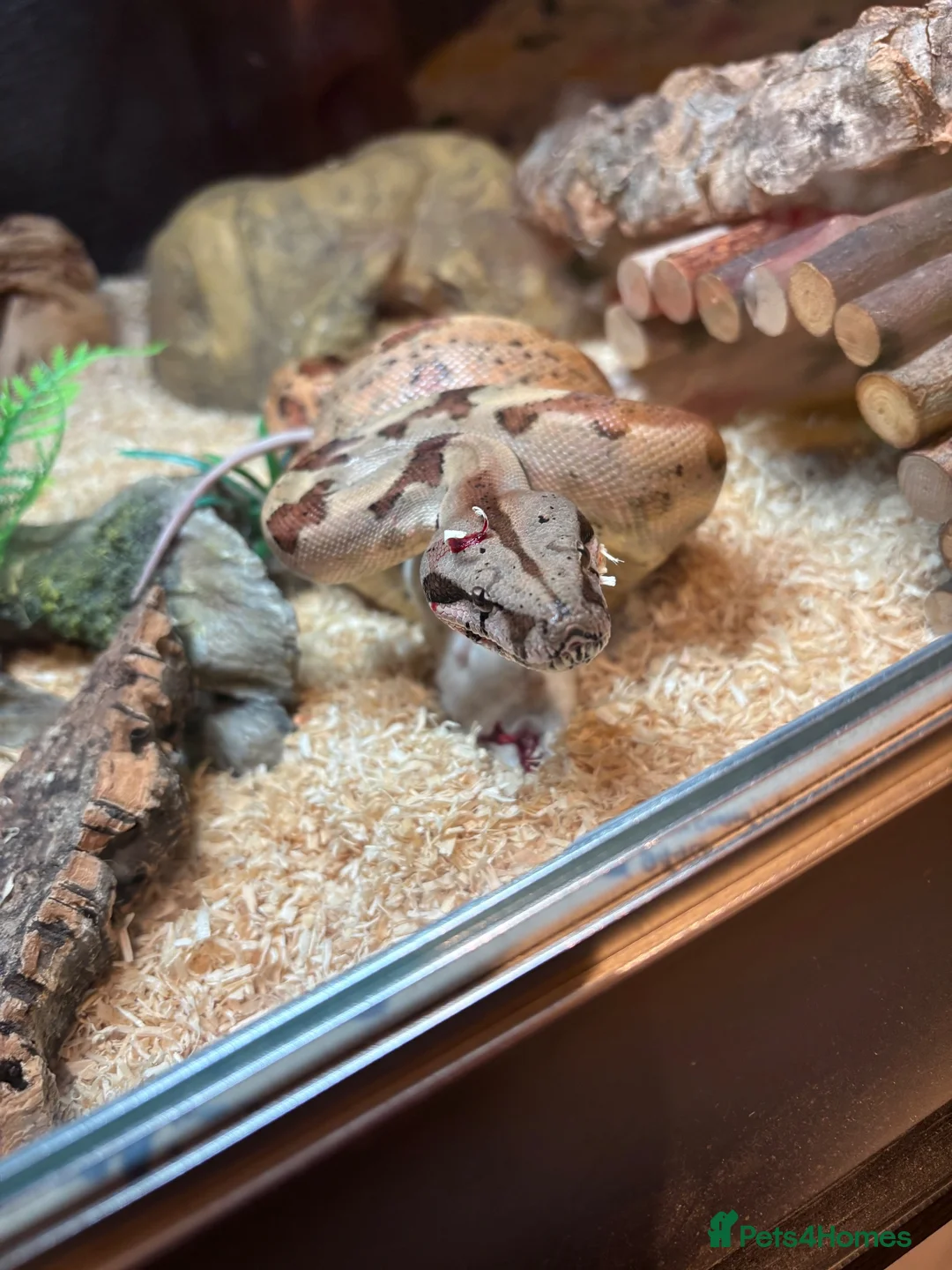 Boa Snake reptiles for sale: Youth boa constrictor for rehoming - Advert 1