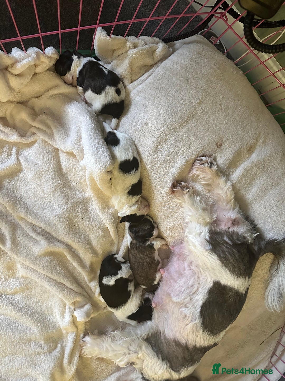 Shih Tzu dogs for sale: 5 Beautiful shihtzu  puppies for sale 2xM 3xF - Image 21