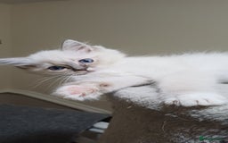 Ragdoll cats for sale: 2 Beautiful Girls available  - Image 5