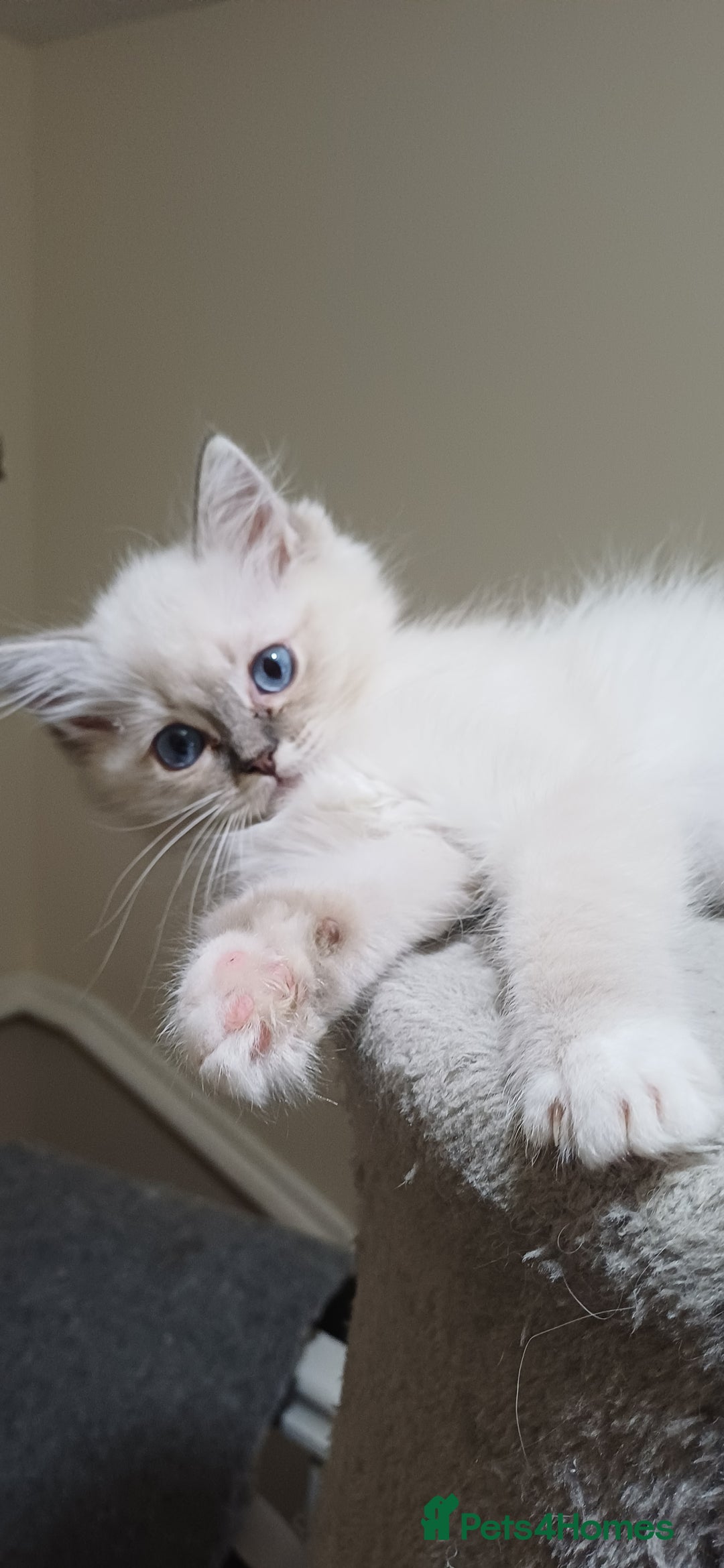 Ragdoll cats for sale: 2 Beautiful Girls available  - Image 5