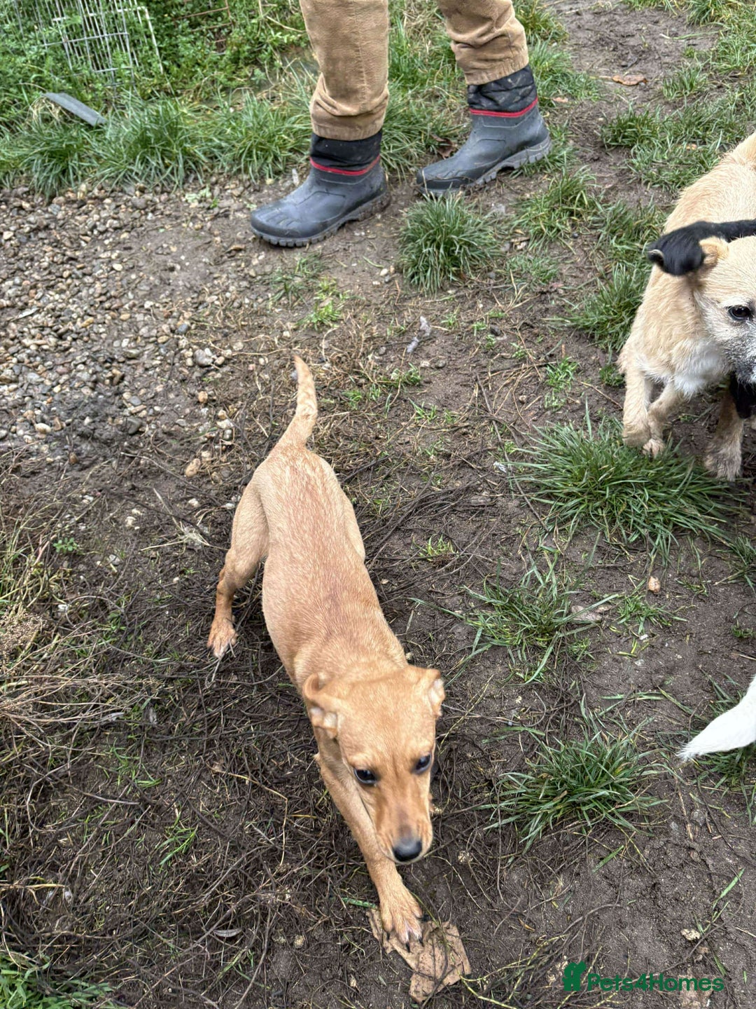 Mixed Breed dogs for adoption: Lucy - North Walsham Norfolk  - Advert 7