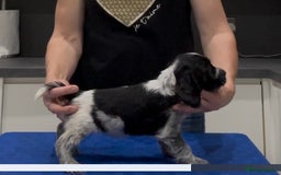 Cocker Spaniel dogs for sale: Blue Roan Show Cocker Spaniels  - Image 15