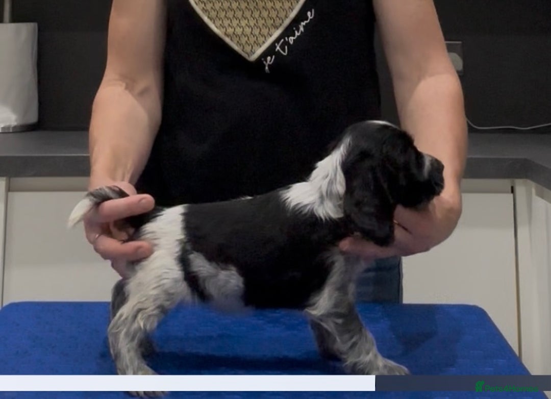 Cocker Spaniel dogs for sale: Blue Roan Show Cocker Spaniels  - Image 15