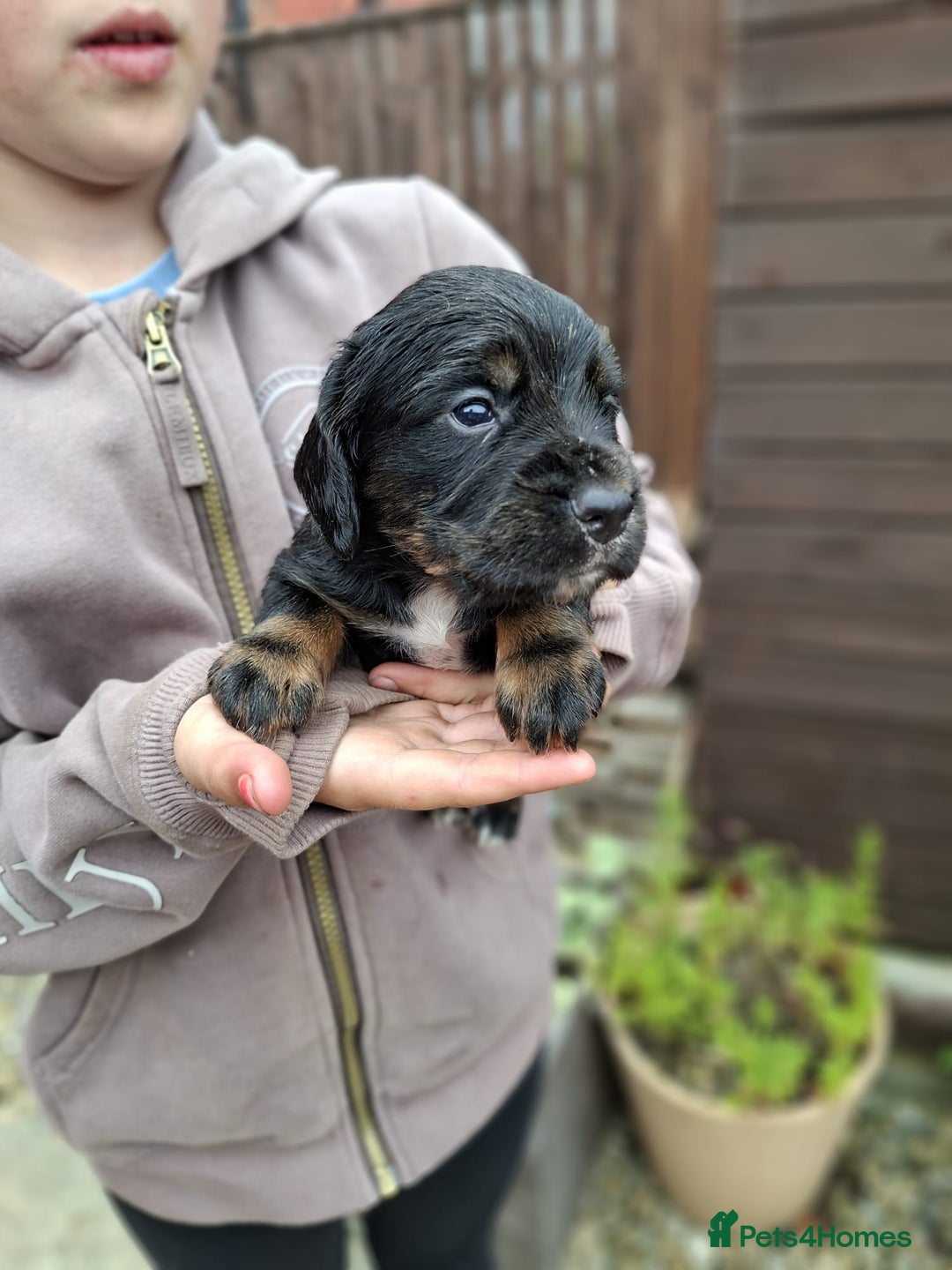 Cocker Spaniel dogs for sale: Working cocker spaniels  - Image 3