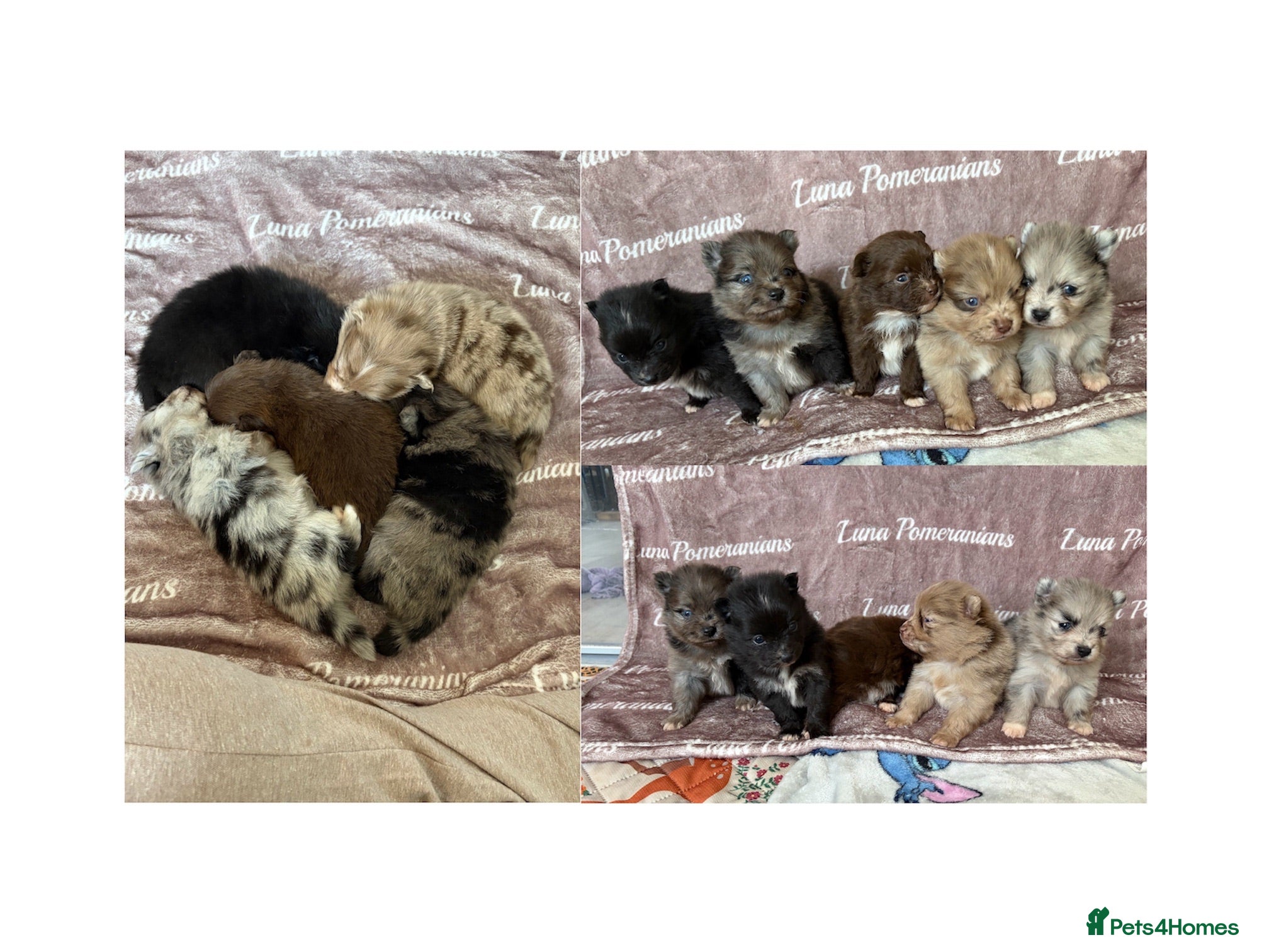 Pomeranian dogs 100% Pomeranian🧬DNA&HEALTH TESTED!  - Advert 2