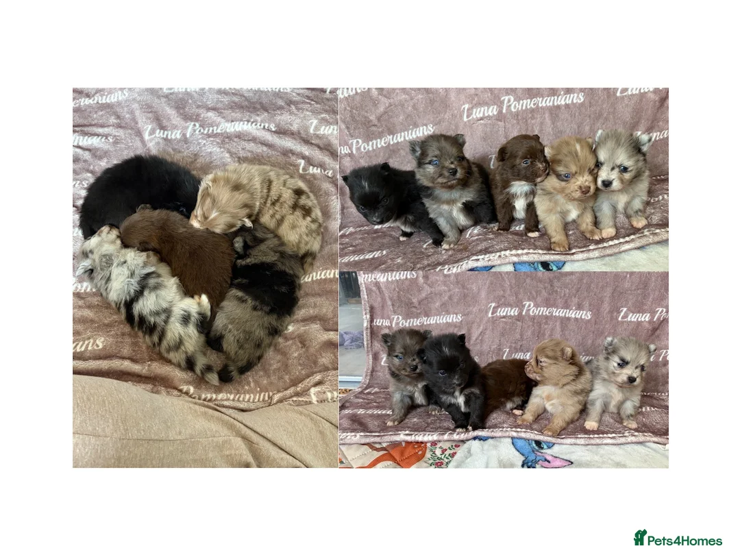 Pomeranian dogs for sale: 100% Pomeranian🧬DNA&HEALTH TESTED!  - Advert 1