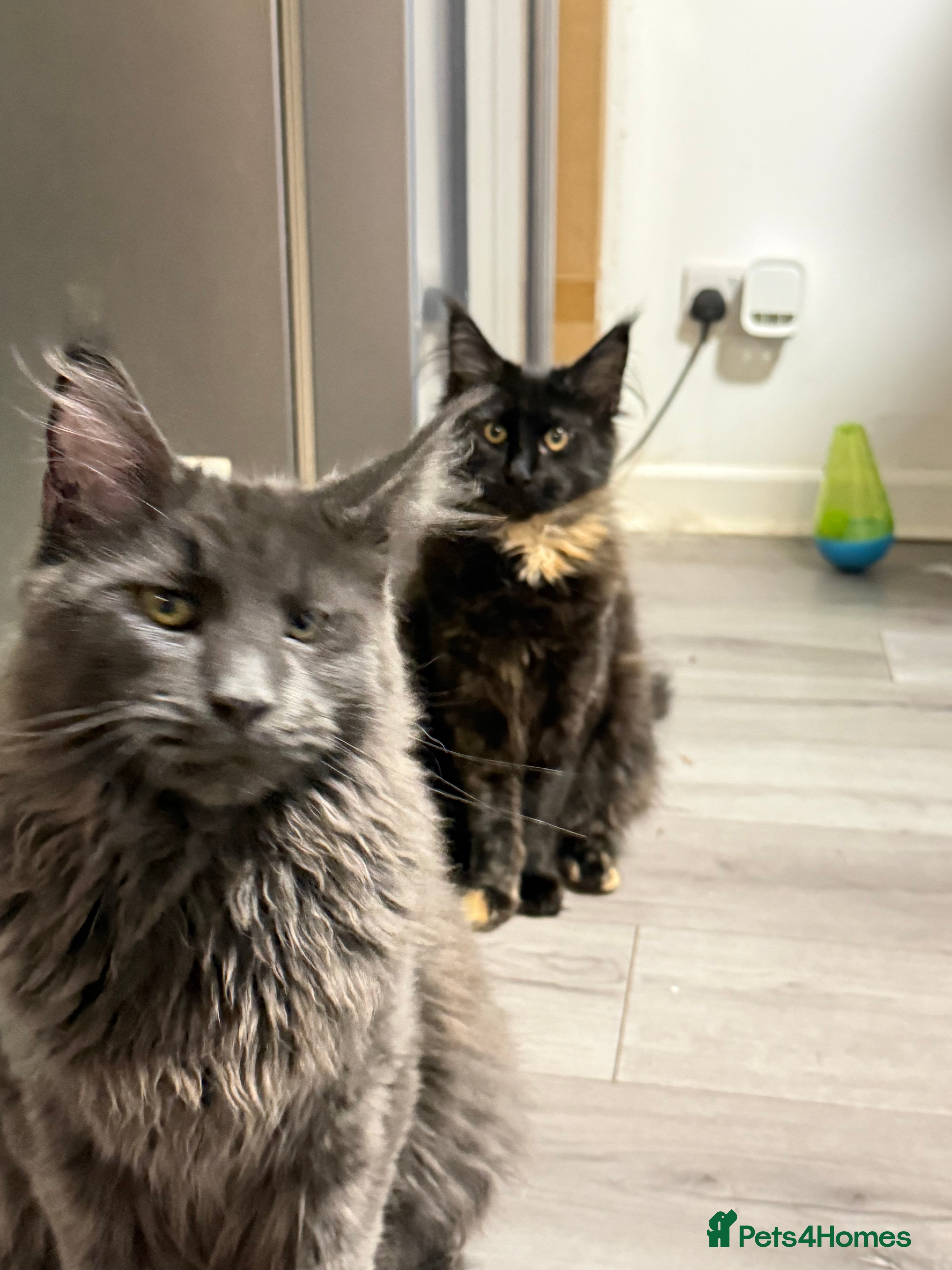 Maine Coon cats  Maine Coon Kittens Looking for Loving Homes 🐾 - Advert 1