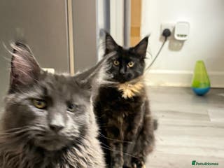 Maine Coon cats Maine Coon Kittens Looking for Loving Homes 🐾 - Advert 13