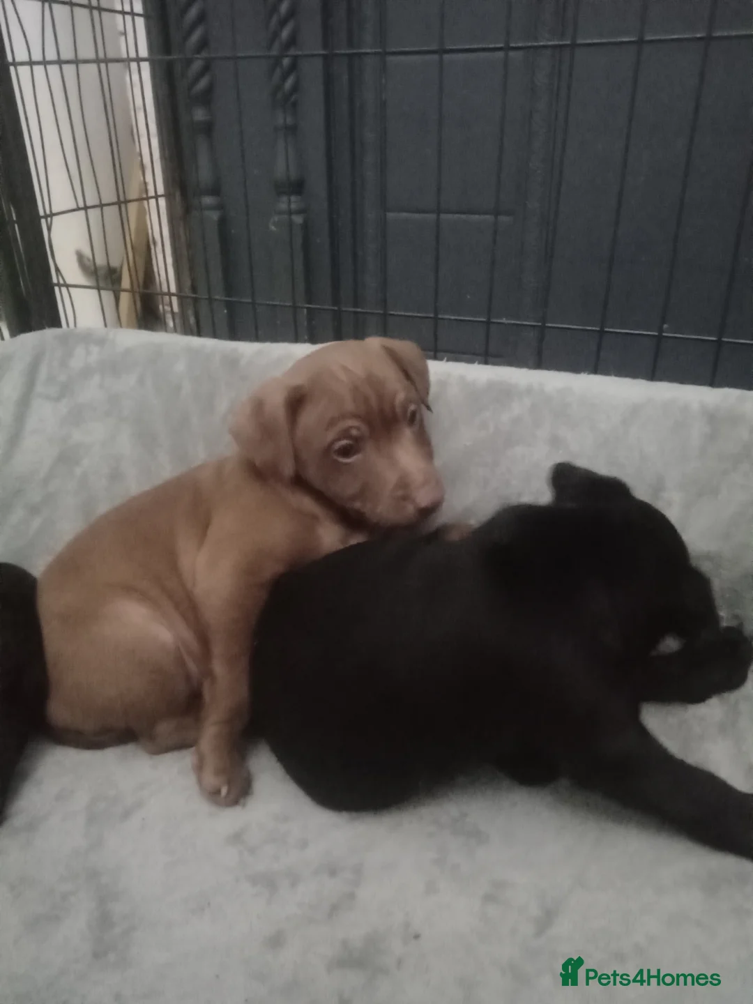 Patterdale Terrier dogs for sale: PATTERDALE PUPS FOR SALE READDY NOW  in Birkenhead - Advert 22