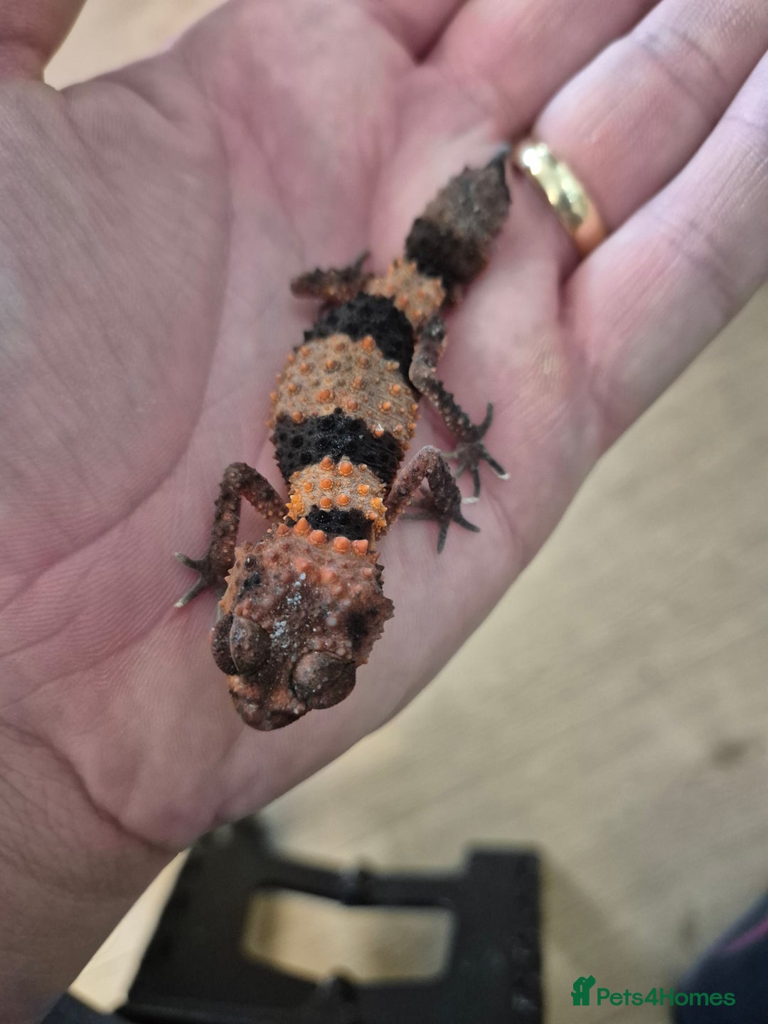Gecko reptiles for sale: Knob tail geckos - Image 5