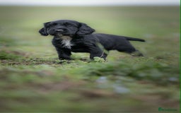Cocker Spaniel dogs for sale: Litter of beautiful KC registered working cockers - Image 5