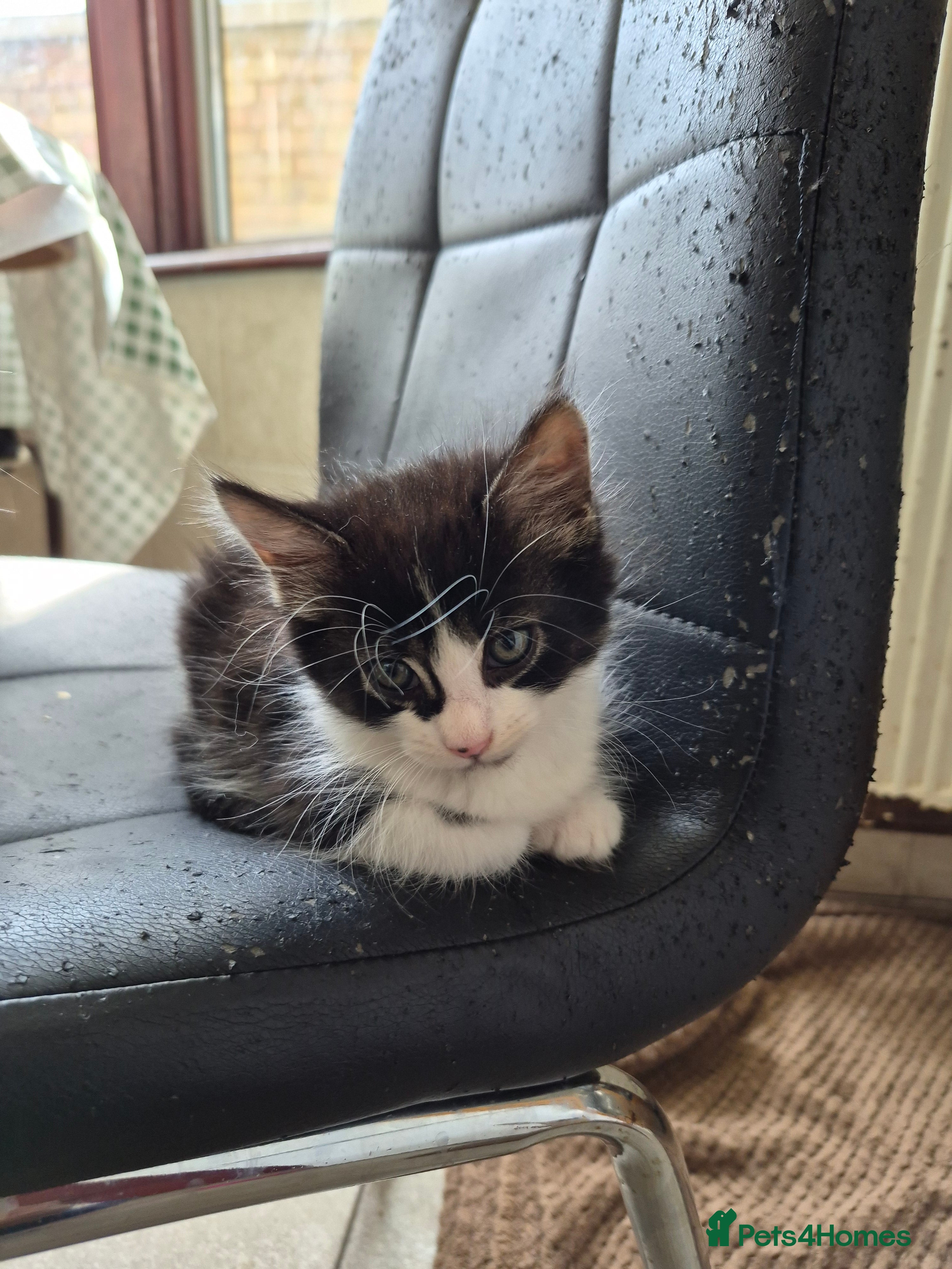 Mixed Breed cats 1/4 cute bengal kitten  - Advert 14