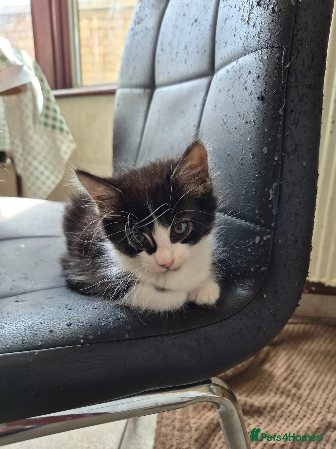 Mixed Breed cats for sale: 1/4 cute bengal kitten  - Advert 1