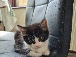 Mixed Breed cats 1/4 cute bengal kitten - Advert 1