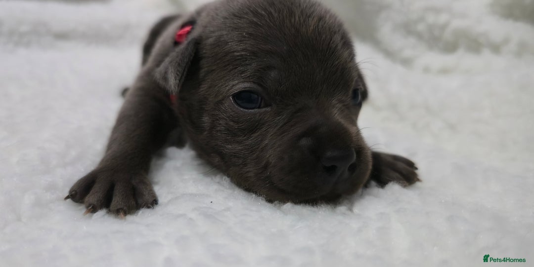 Staffordshire Bull Terrier dogs for sale:  Blue Staffy puppies for sale KC REGISTERED  - Image 25