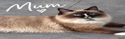 Ragdoll cats for sale: Ragdoll Kittens Looking for Their Forever Homes in Maidenhead - Advert 6