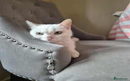 Domestic Shorthair cats for sale: White cat - Image 4