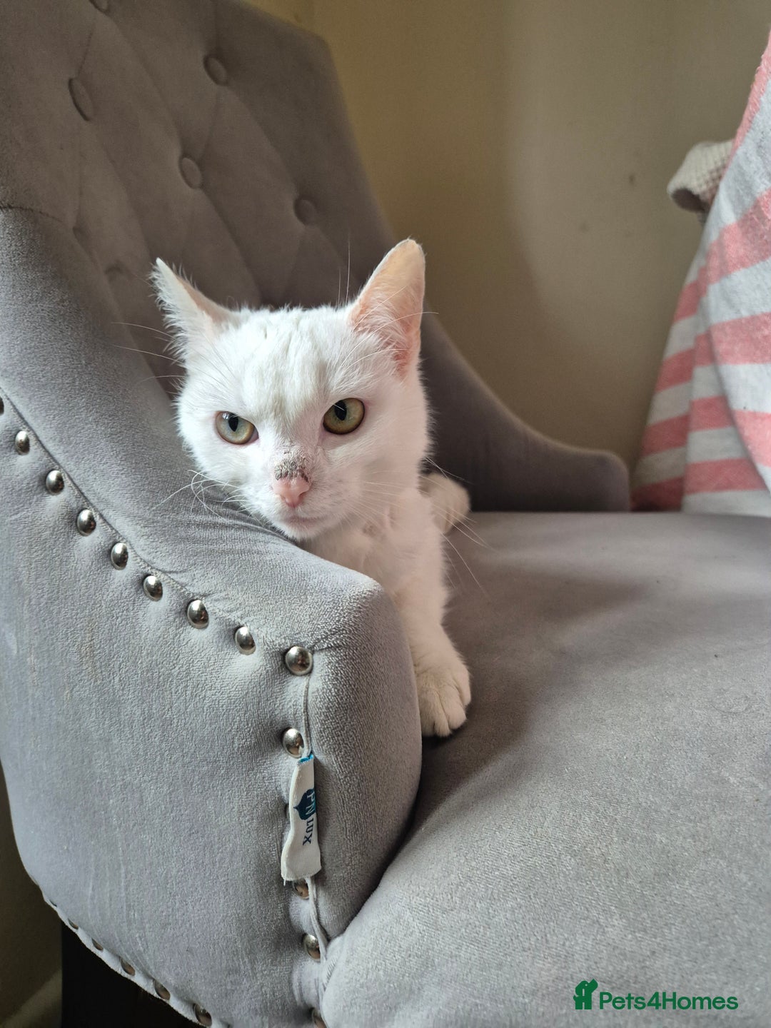 Domestic Shorthair cats for sale: White cat - Image 4