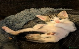 Mixed Breed cats for sale: Blue point siamese x domestic cat - Image 8