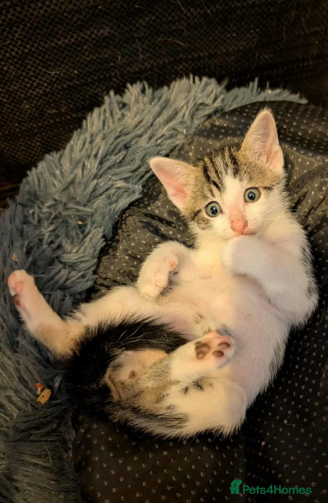 Mixed Breed cats for sale: Blue point siamese x domestic cat - Image 8