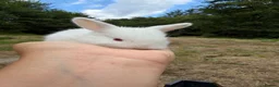 Mixed Breed rabbits for sale: Mixed Breed Rabbits  - Advert 7