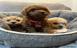 Maltipoo dogs for sale: 🐶 3 Gorgeous Toy Maltipoo F1b Puppies for sale🐶  - Image 15