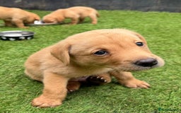 Labrador Retriever dogs for sale: Beautiful fox red Labrador pups - Image 1