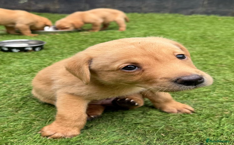 Labrador Retriever dogs - Advert 1