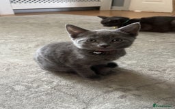 Russian Blue cats for sale: Kitties - Image 1