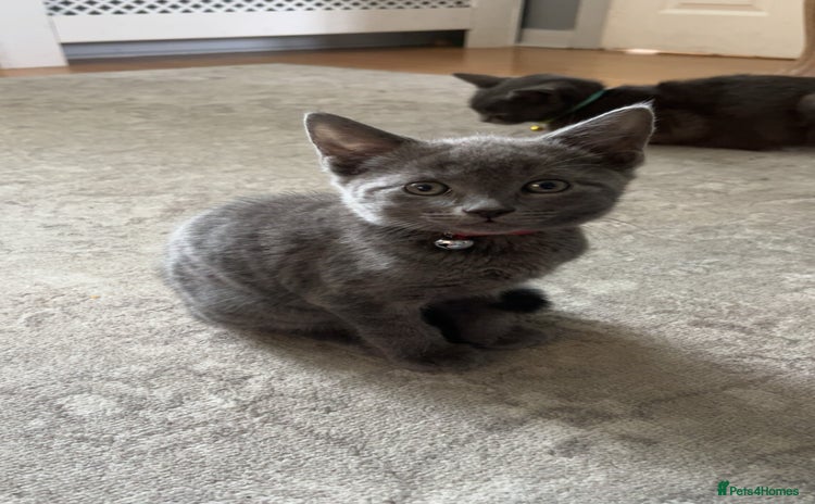 Russian Blue cats - Advert 11
