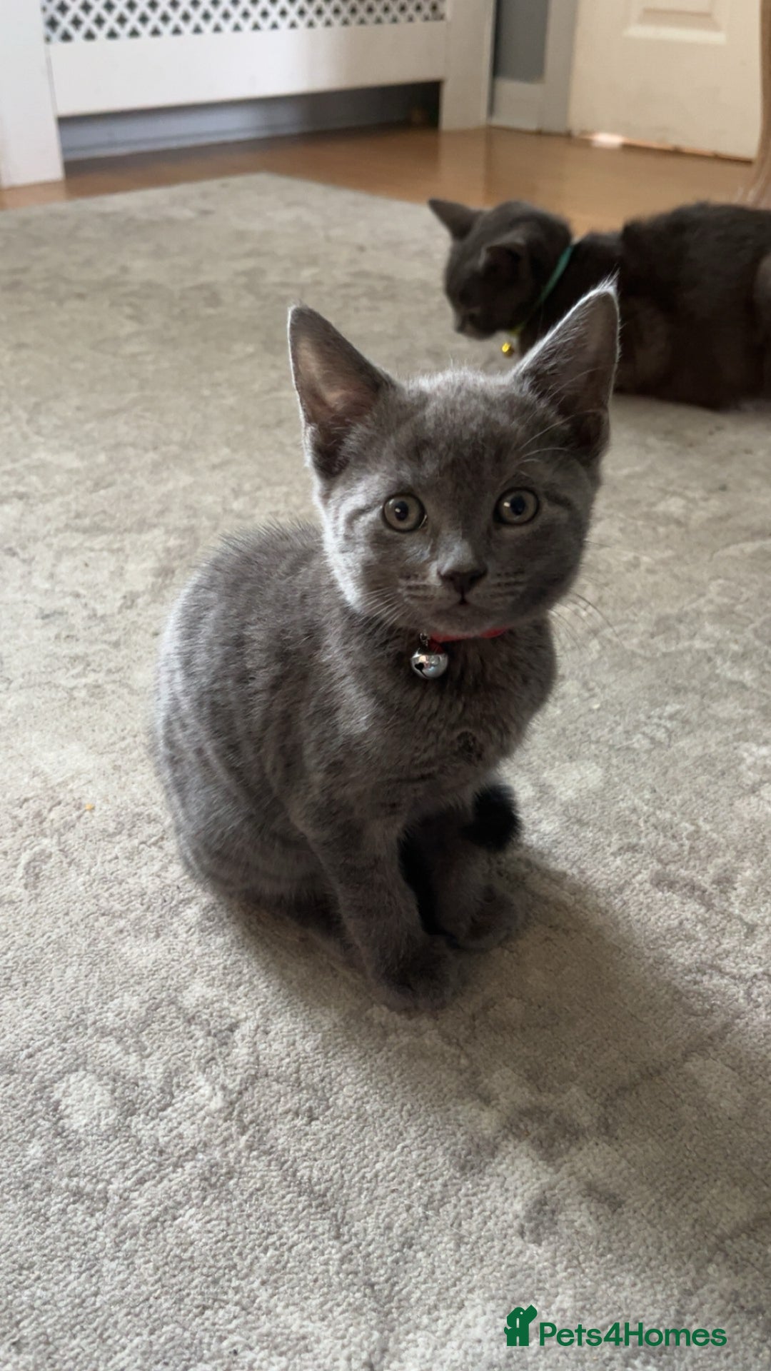 Russian Blue cats for sale: Kitties - Image 1
