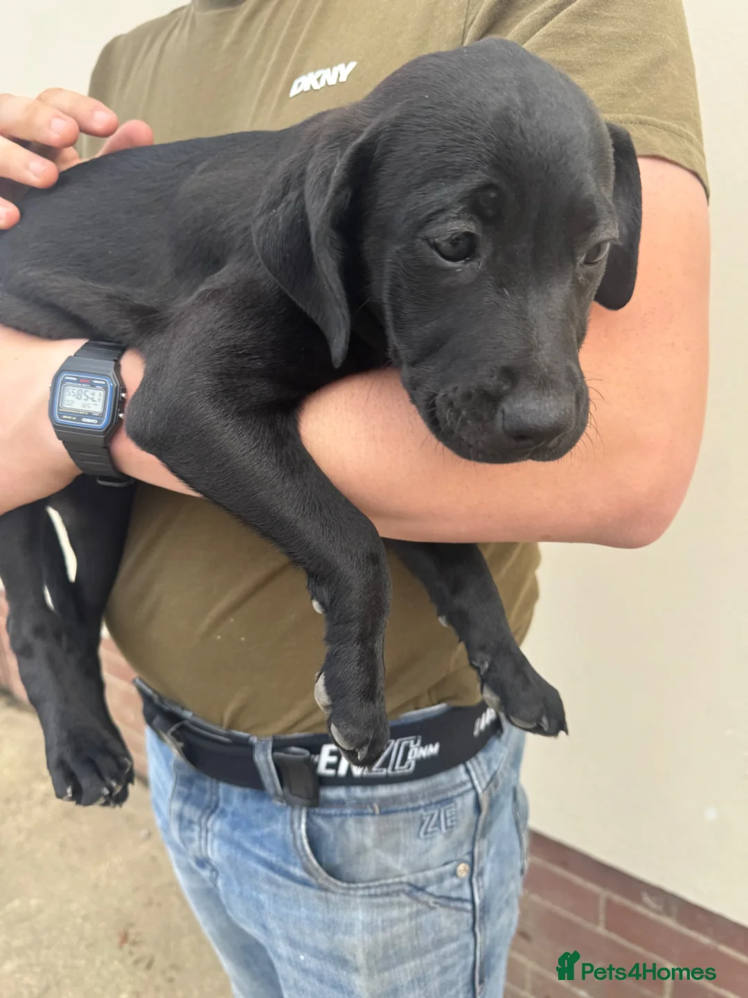 Mixed Breed dogs for sale: 2 pups left! Labrador X Whippet Lurcher Puppies 🐶 - Advert 2