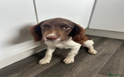 English Springer Spaniel dogs for sale: Female springer spaniel  - Image 3