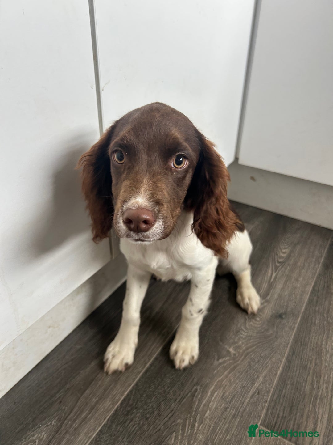 English Springer Spaniel dogs for sale: Female springer spaniel  - Image 3