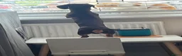 Miniature Dachshund dogs for stud: The handsome Chester  - Advert 3